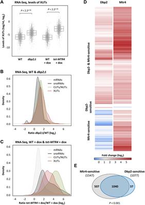 The RNA helicases Dbp2 and Mtr4 regulate the expression of Xrn1-sensitive long non-coding RNAs in yeast